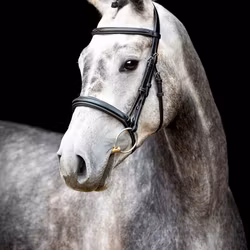 Montar Organiskt Hunter Svart