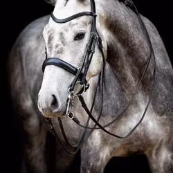 Montar Organiskt Kandarträns Normandie Double Svart