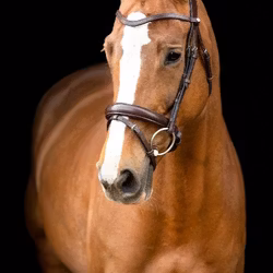 Montar Organiskt Normandie Brun