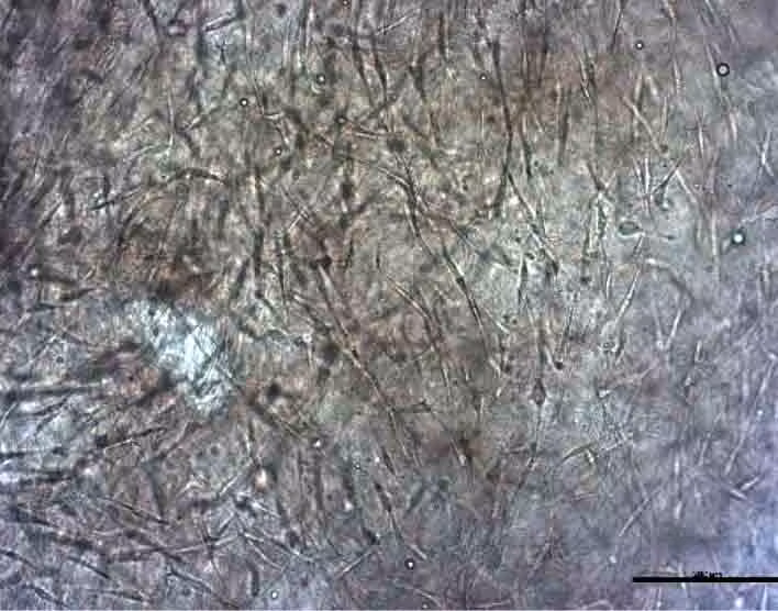 144 Collagen Bioink for 3D-printing kit
