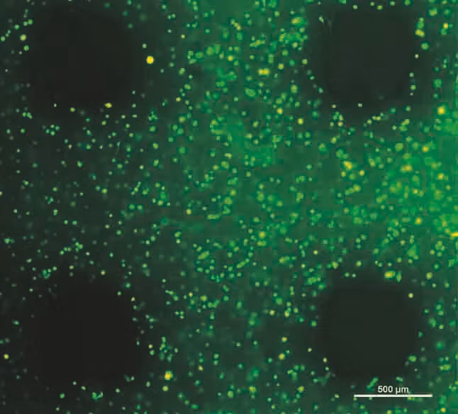 144 Collagen Bioink for 3D-printing kit