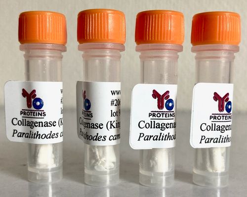 206 Collagenase (Paralithodes Camtschatica) 1 mg
