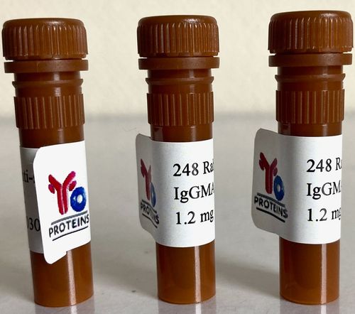 248 Rabbit anti-sheep IgG, IgM, IgA polyclonal antibody FITC 1.2 mg