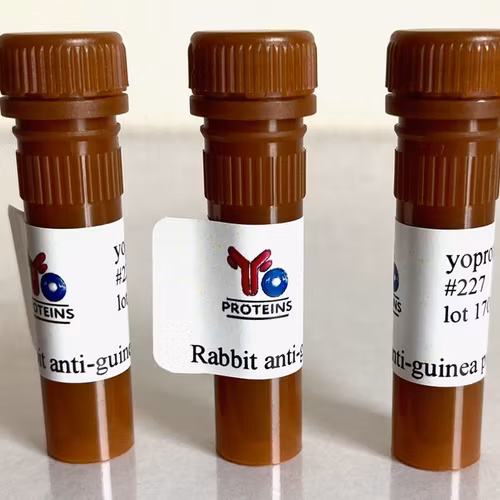 227 Rabbit anti-guinea pig IgG, IgM, IgA polyclonal antibody HRP 1.2 mg
