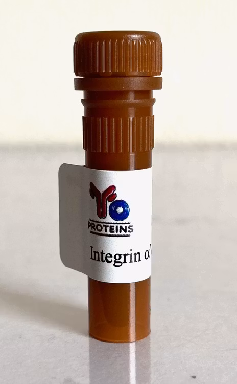 357 Integrin aVb3 (human) 10 ug