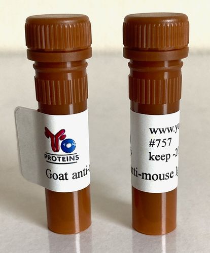 775 Rabbit anti-canine collagen type I and III polyclonal antibody 1 ml