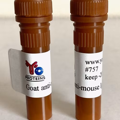 775 Rabbit anti-canine collagen type I and III polyclonal antibody 1 ml