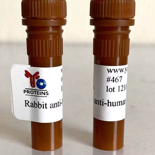 467 Rabbit anti-human IgG polyclonal antibody HRP 1.2 mg