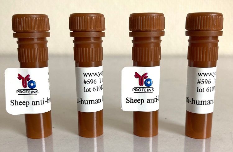 596 Sheep anti-rabbit IgG, IgM, IgA polyclonal antibody 1 mg