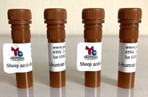 596 Sheep anti-rabbit IgG, IgM, IgA polyclonal antibody 1 mg