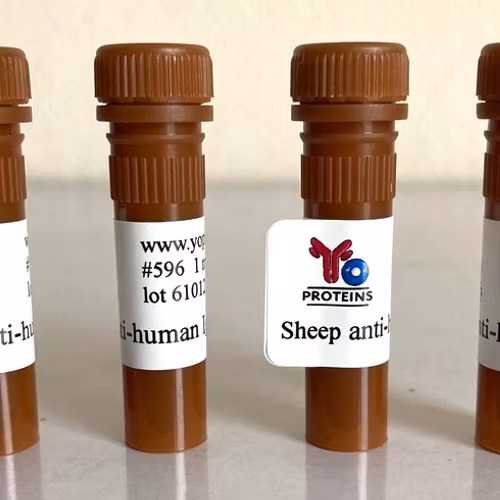 596 Sheep anti-rabbit IgG, IgM, IgA polyclonal antibody 1 mg