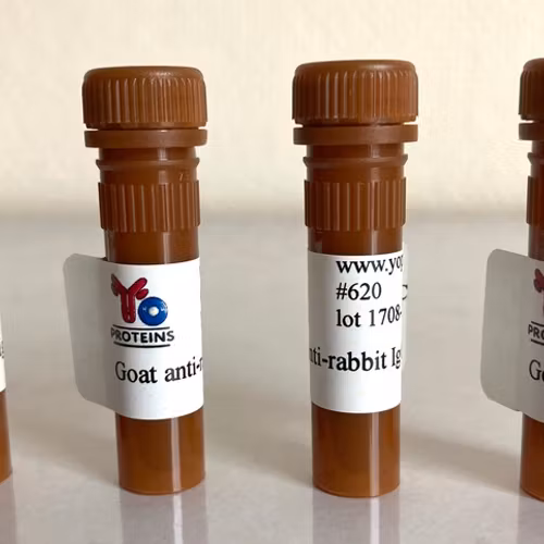 620 Goat anti-rabbit IgG, IgM, IgA polyclonal antibody FITC 1.2 mg