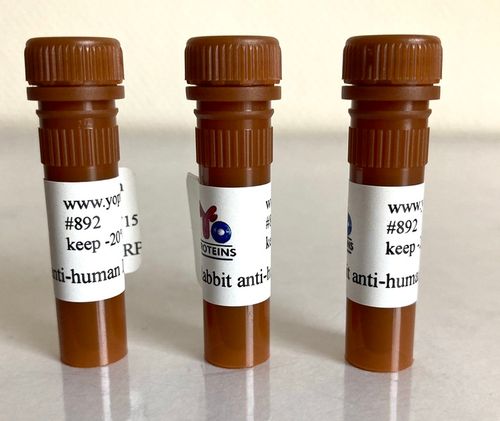 892 Rabbit anti-human IgG, IgM, IgA polyclonal antibody HRP 1.2 mg