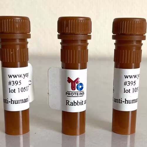 395 Rabbit anti-human IgA polyclonal antibody 1 mg