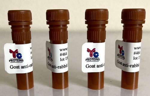 464 anti-rabbit IgG IgM IgA HRP-linked antibody 1.2 mg