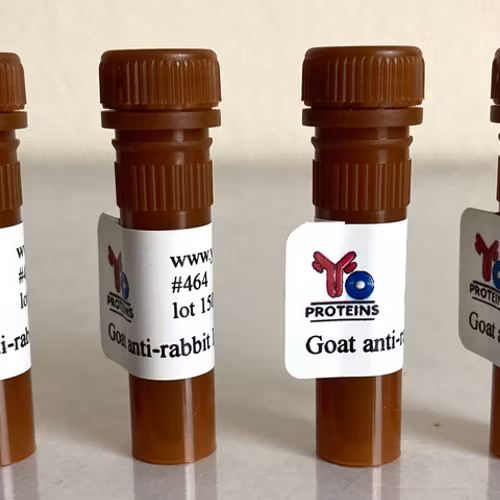 464 anti-rabbit IgG IgM IgA HRP-linked antibody 1.2 mg