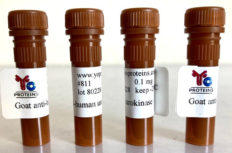 811 Goat anti-human urokinase polyclonal antibody 0.1 mg
