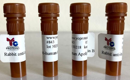843 Rabbit anti-human Apolipoprotein B polyclonal antibody 0.5 mg