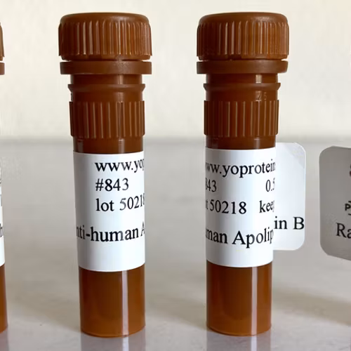 843 Rabbit anti-human Apolipoprotein B polyclonal antibody 0.5 mg