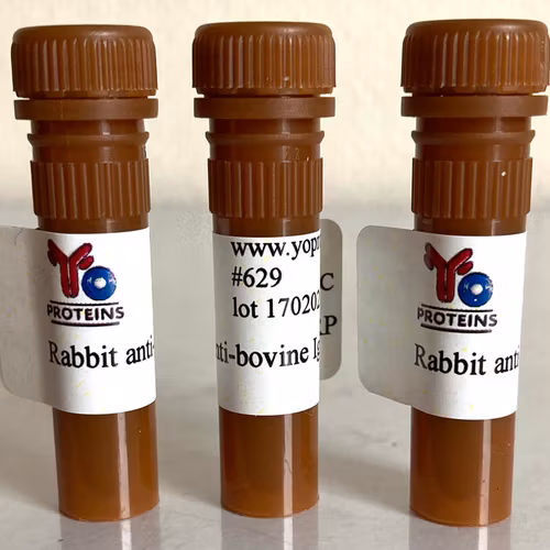 629 Rabbit anti-bovine IgG, IgM, IgA polyclonal antibody HRP 1.2 mg
