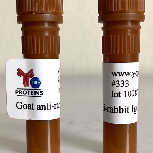333 Goat anti-rabbit IgG, IgM, IgA polyclonal antibody 1 mg