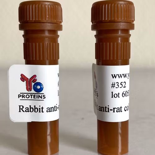 352 Rabbit anti-rat collagen type I and III polyclonal antibody 1 ml