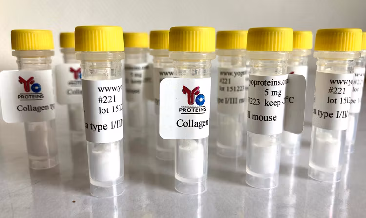 221 Collagen type I and III (mouse) 5 mg