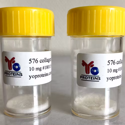 576 Collagen type III (bovine, atelocollagen suitable for 3D gel, sterile, lyophilized)