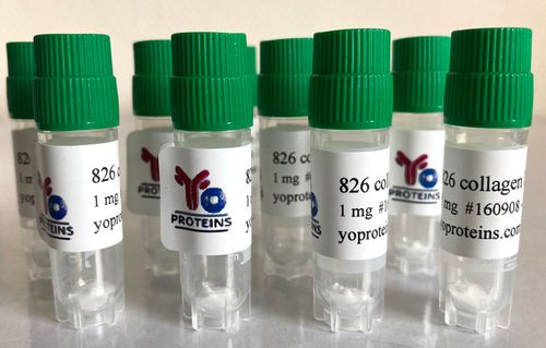 826-1 Collagen type II (bovine)