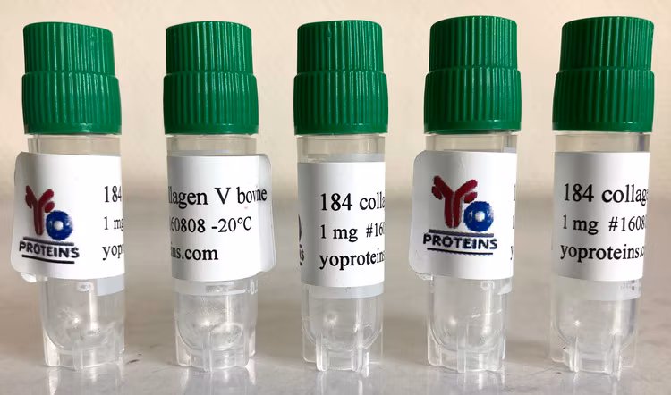 184 Collagen type V (bovine, atelocollagen, sterile, lyophilized)