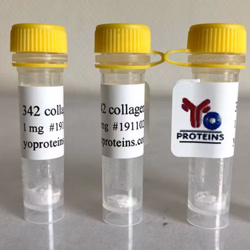342 Collagen type I (mouse) 1 mg