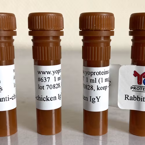 637 Rabbit anti-chicken IgY polyclonal antibody 1 mg