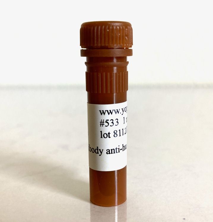 533 Mouse anti-human collagen type IV monoclonal antibody, clone MC4-HA 1 ml