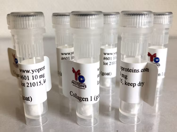 601 Collagen type I (goat) 10 mg