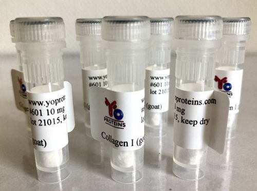 601 Collagen type I (goat) 10 mg