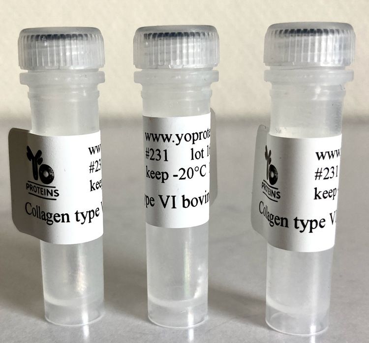 231 Collagen type IV bovine