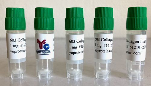 603 Collagen type I (mouse, atelocollagen suitable for 3D gel, sterile, lyophilized)