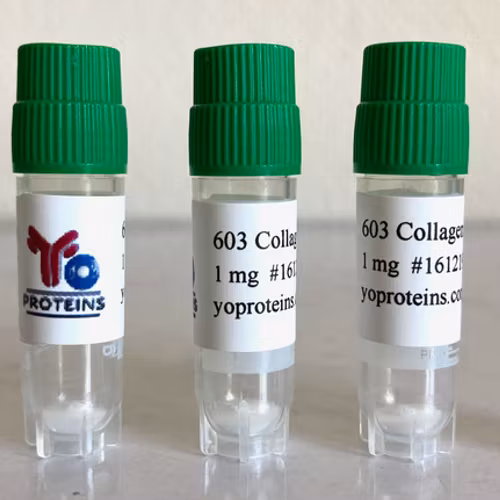 603 Collagen type I (mouse, atelocollagen suitable for 3D gel, sterile, lyophilized)