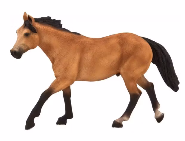 Mojo Buckskin häst