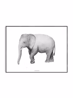 Fashionell Elefant 50x70