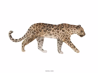 Poster Leopard Elefant 50x70