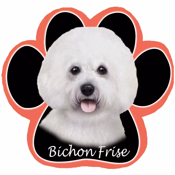 Musmatta, tass – Bichon frisé