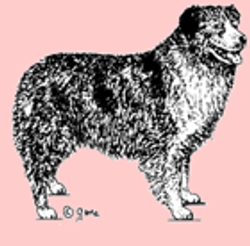 Stämpel – Australian shepherd
