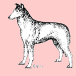 Stämpel – Collie. korthårig