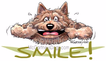 Tygkasse, Smile – Norwichterrier