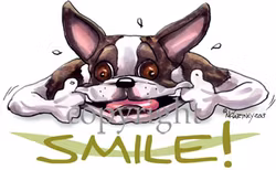 Tygkasse, Smile – Bostonterrier