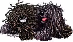 T-shirt Buddies – Puli