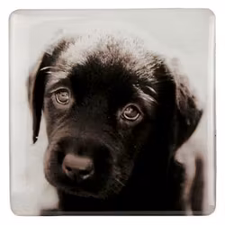 Kylskåpsmagnet, Puppy Eyes – Labrador retriever