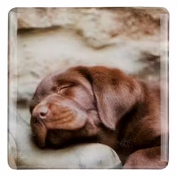 Kylskåpsmagnet, Yong Faithful – Labrador retriever