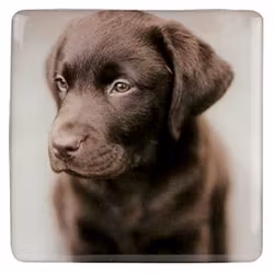 Kylskåpsmagnet, Barney Mocca – Labrador retriever